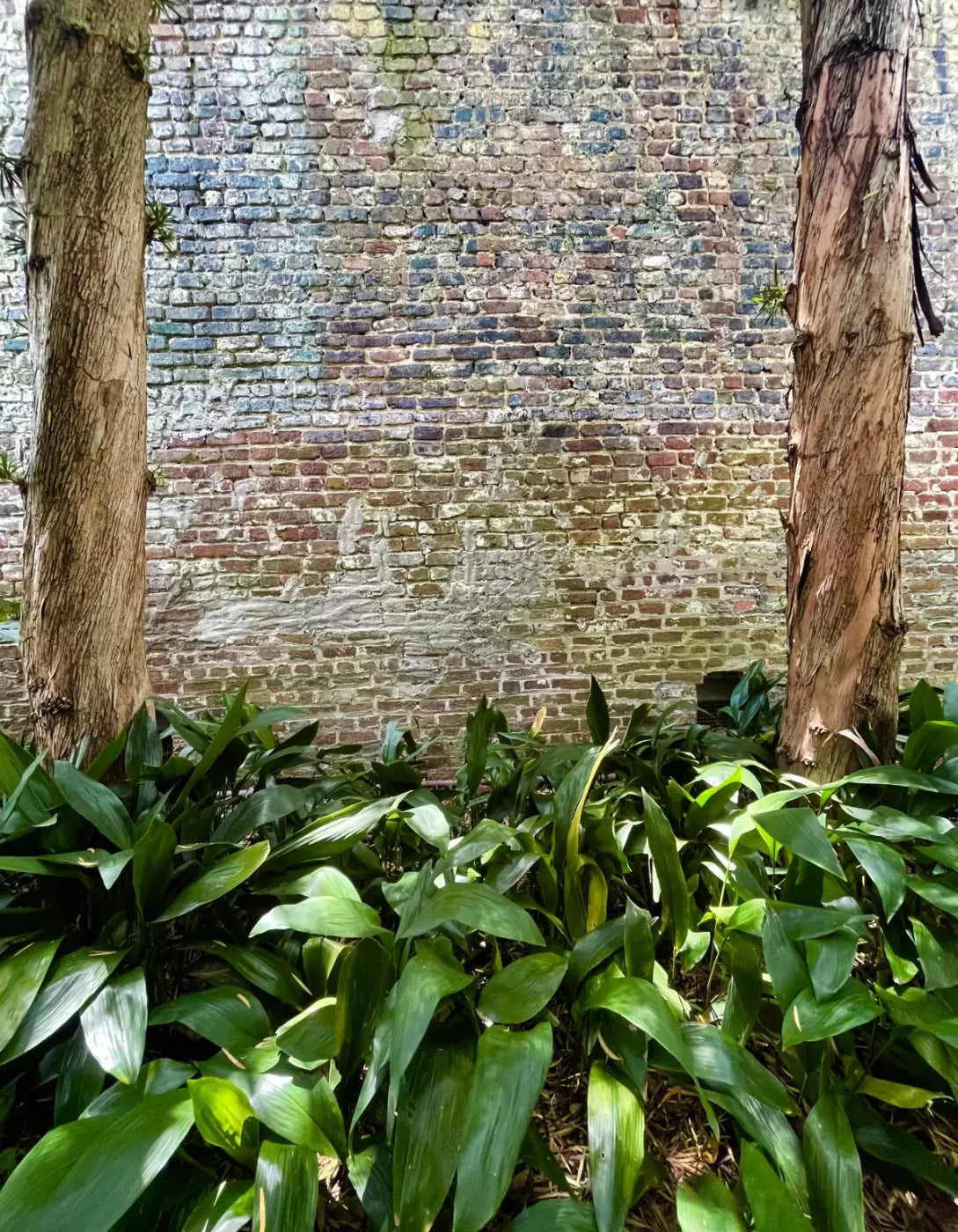 Urban Plant Wall 6X8 Fleece ( 72 X 96 Inch ) Backdrop