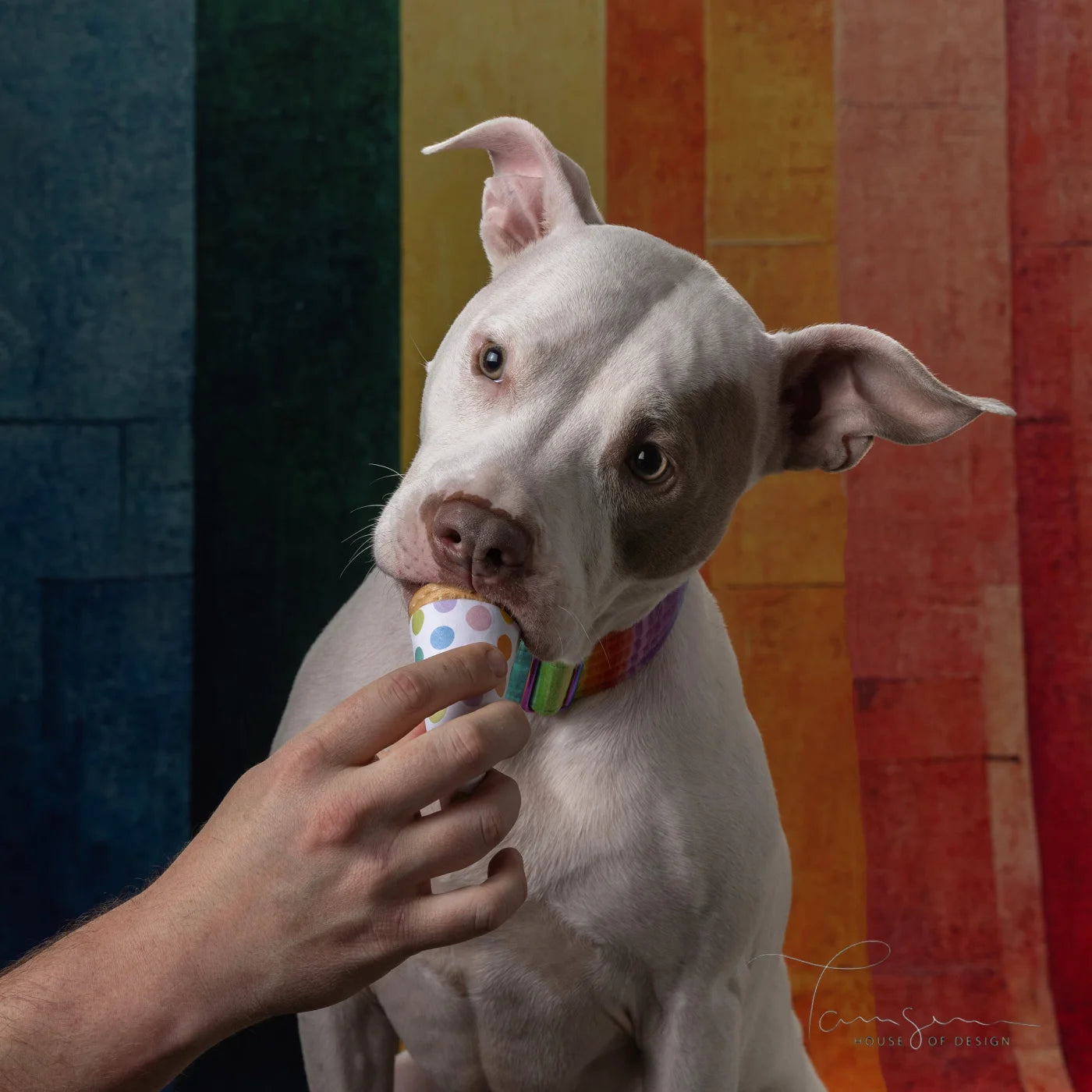 Vertical Pride Backdrop