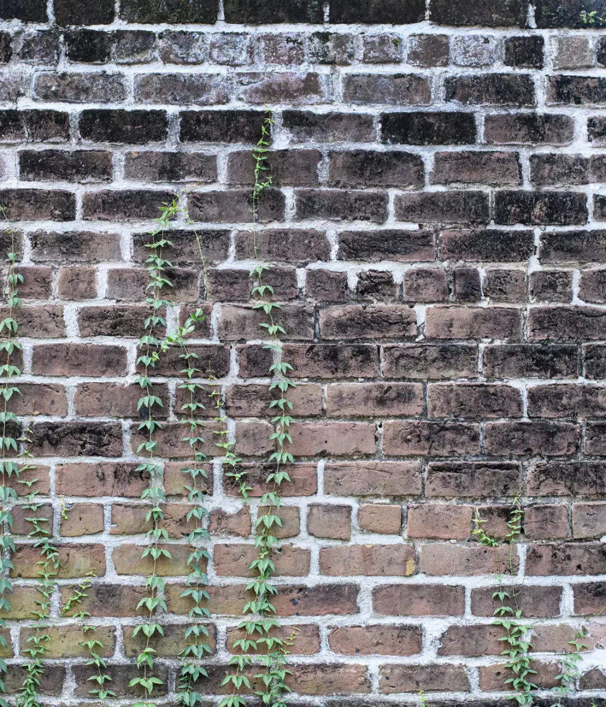 Vine Stone 10X12 Ultracloth ( 120 X 144 Inch ) Backdrop