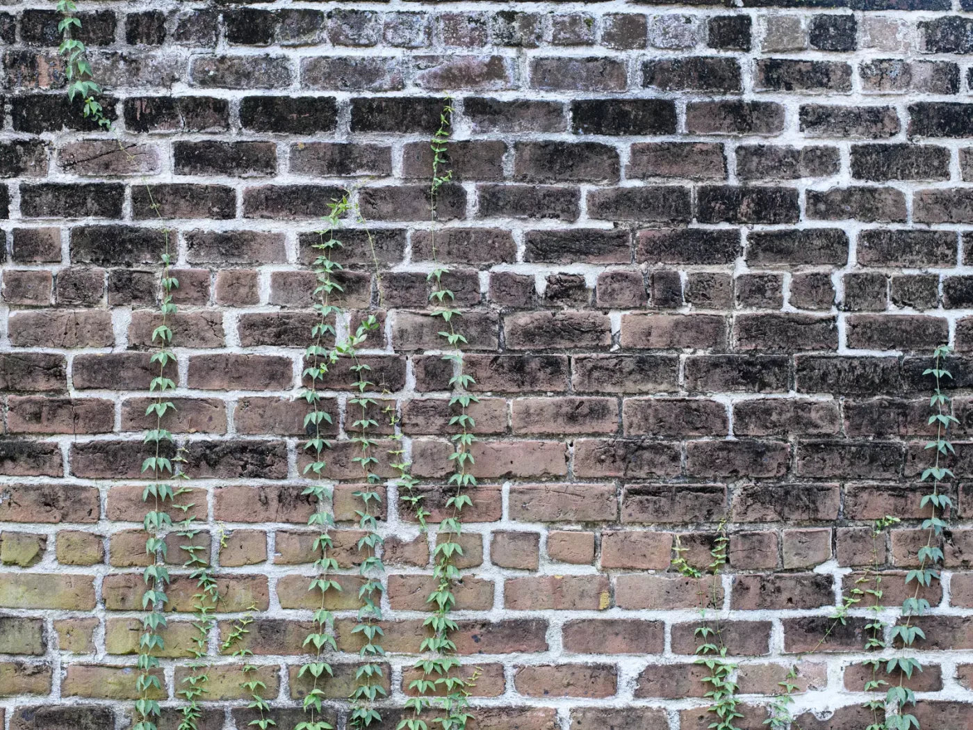Vine Stone 10X8 Fleece ( 120 X 96 Inch ) Backdrop