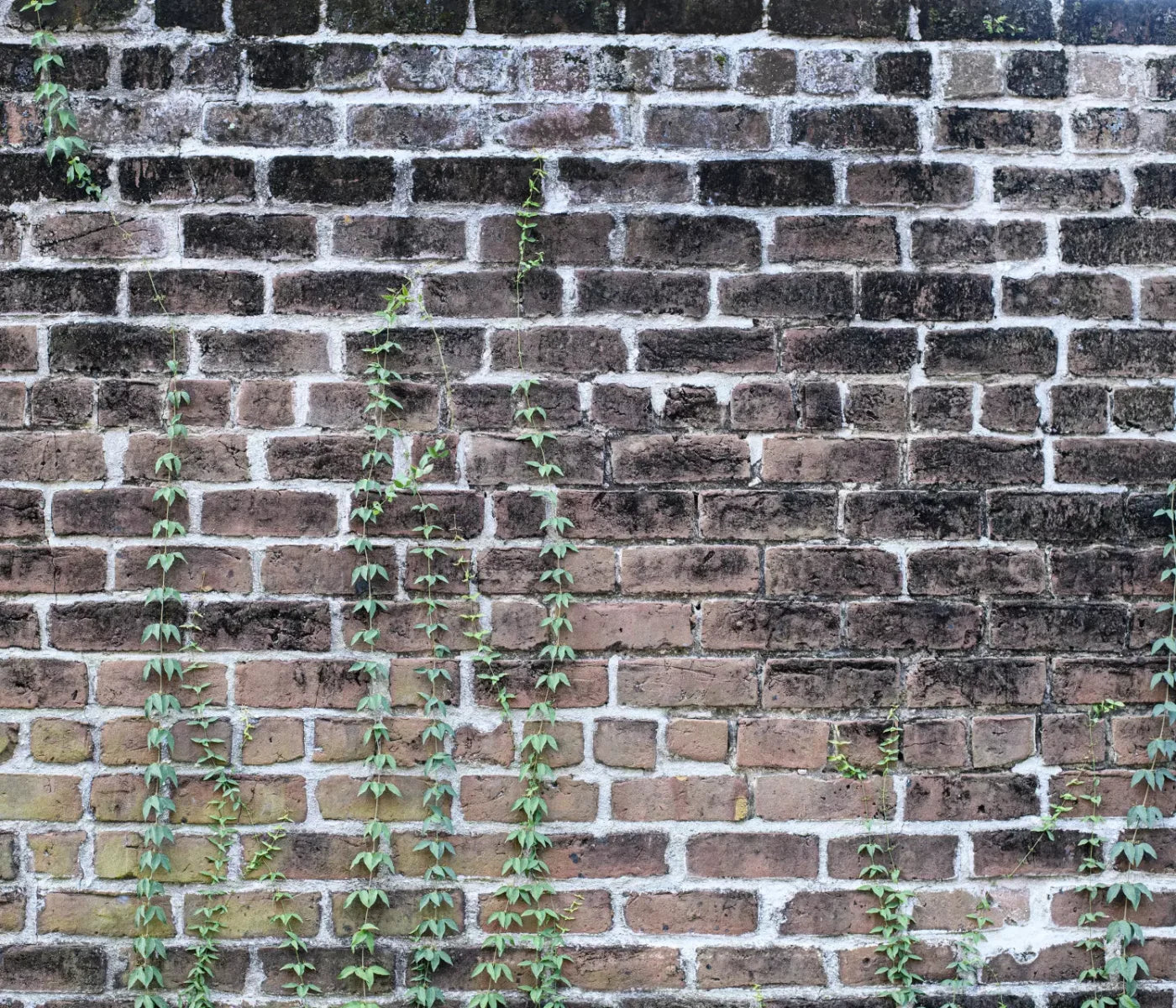 Vine Stone 12X10 Ultracloth ( 144 X 120 Inch ) Backdrop