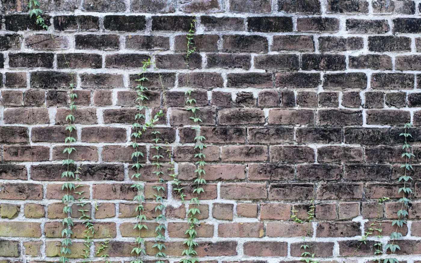 Vine Stone 14X9 Ultracloth ( 168 X 108 Inch ) Backdrop