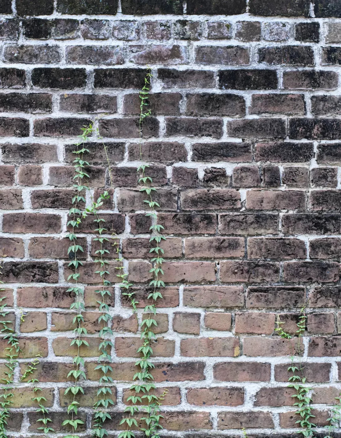 Vine Stone 6X8 Fleece ( 72 X 96 Inch ) Backdrop