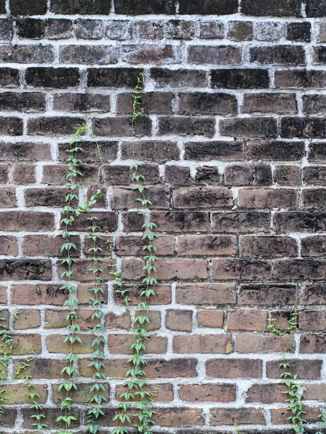 Vine Stone 8X10 Fleece ( 96 X 120 Inch ) Backdrop