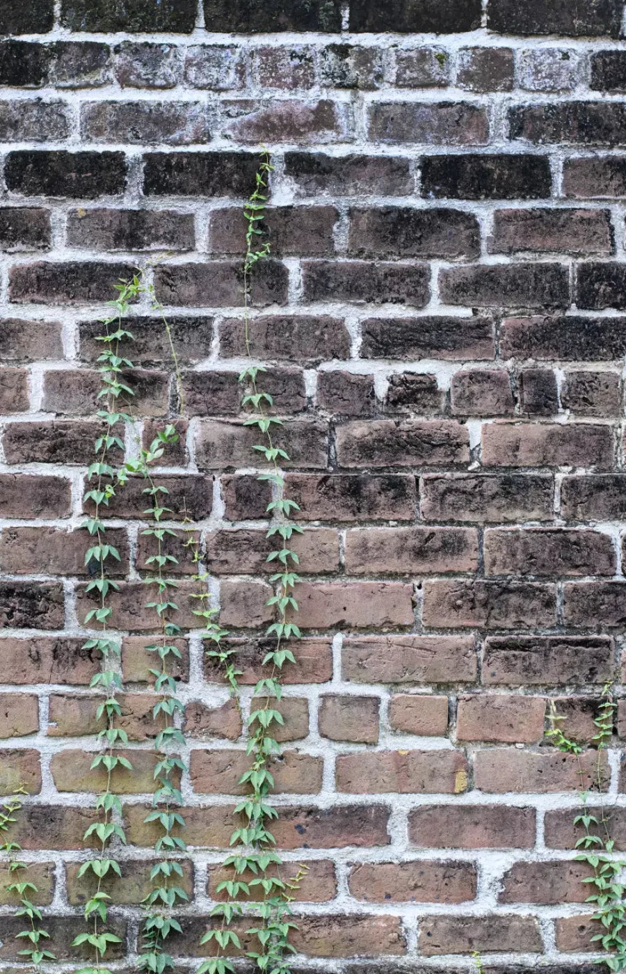 Vine Stone 8X12 Ultracloth ( 96 X 144 Inch ) Backdrop