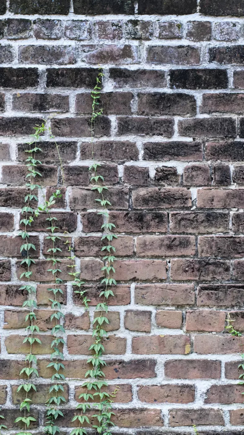 Vine Stone 8X14 Ultracloth ( 96 X 168 Inch ) Backdrop