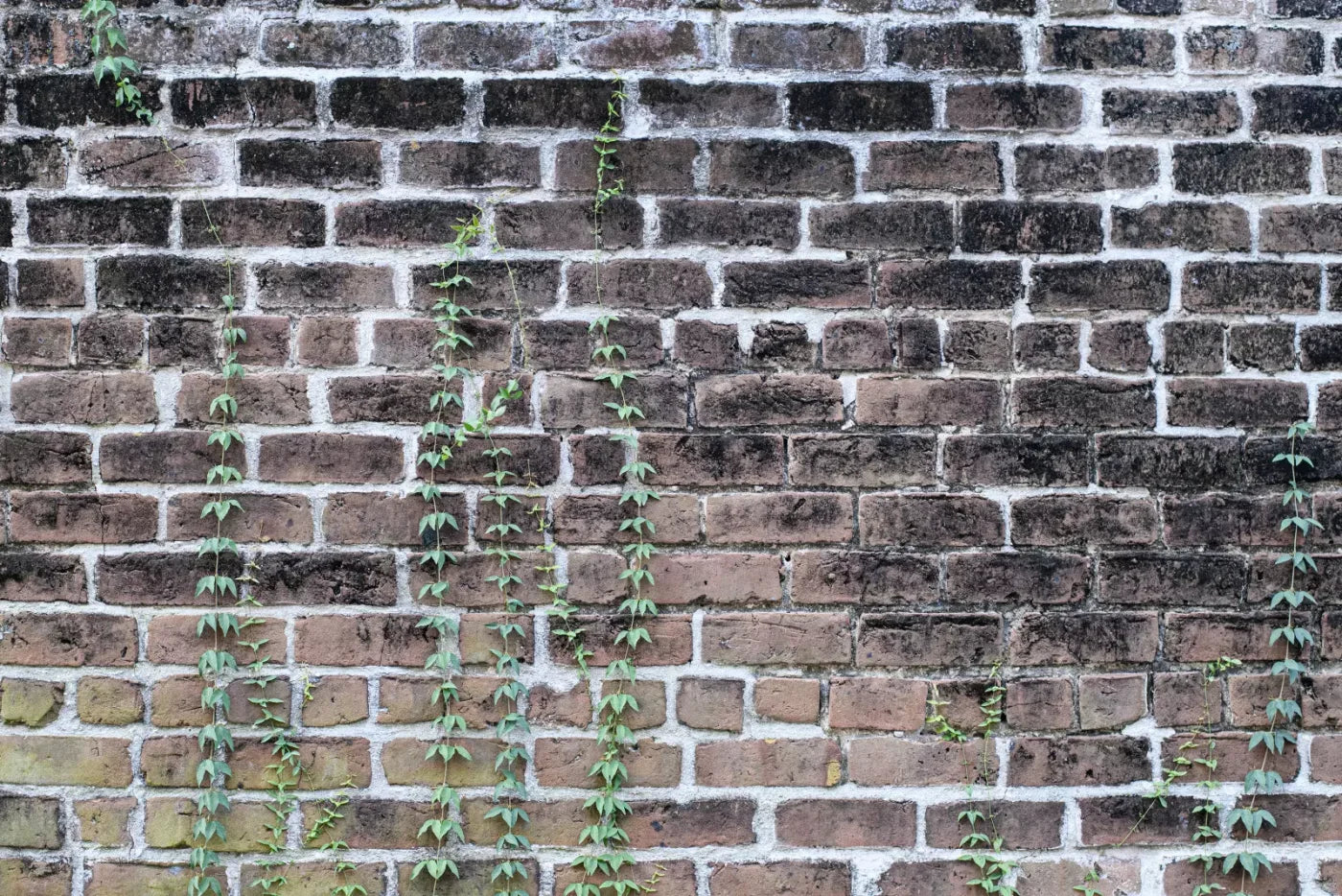 Vine Stone 8X5 Ultracloth ( 96 X 60 Inch ) Backdrop
