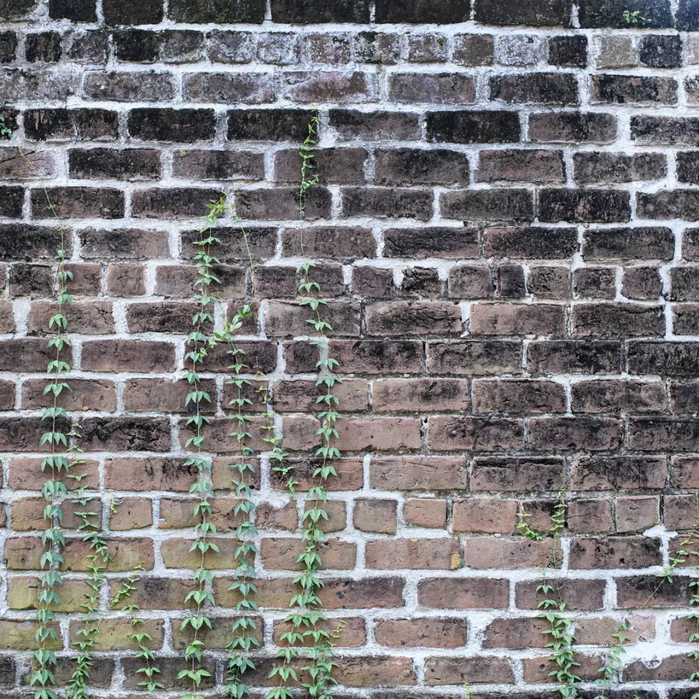 Vine Stone 8X8 Fleece ( 96 X Inch ) Backdrop
