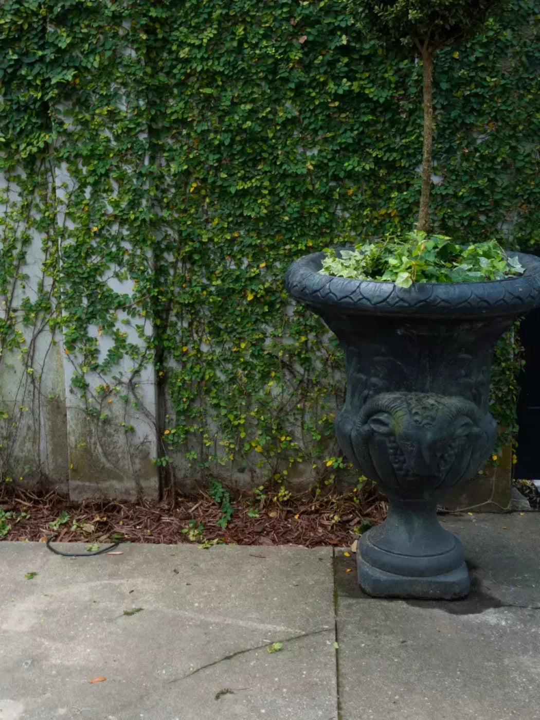 Vine Wall 5X68 Fleece ( 60 X 80 Inch ) Backdrop