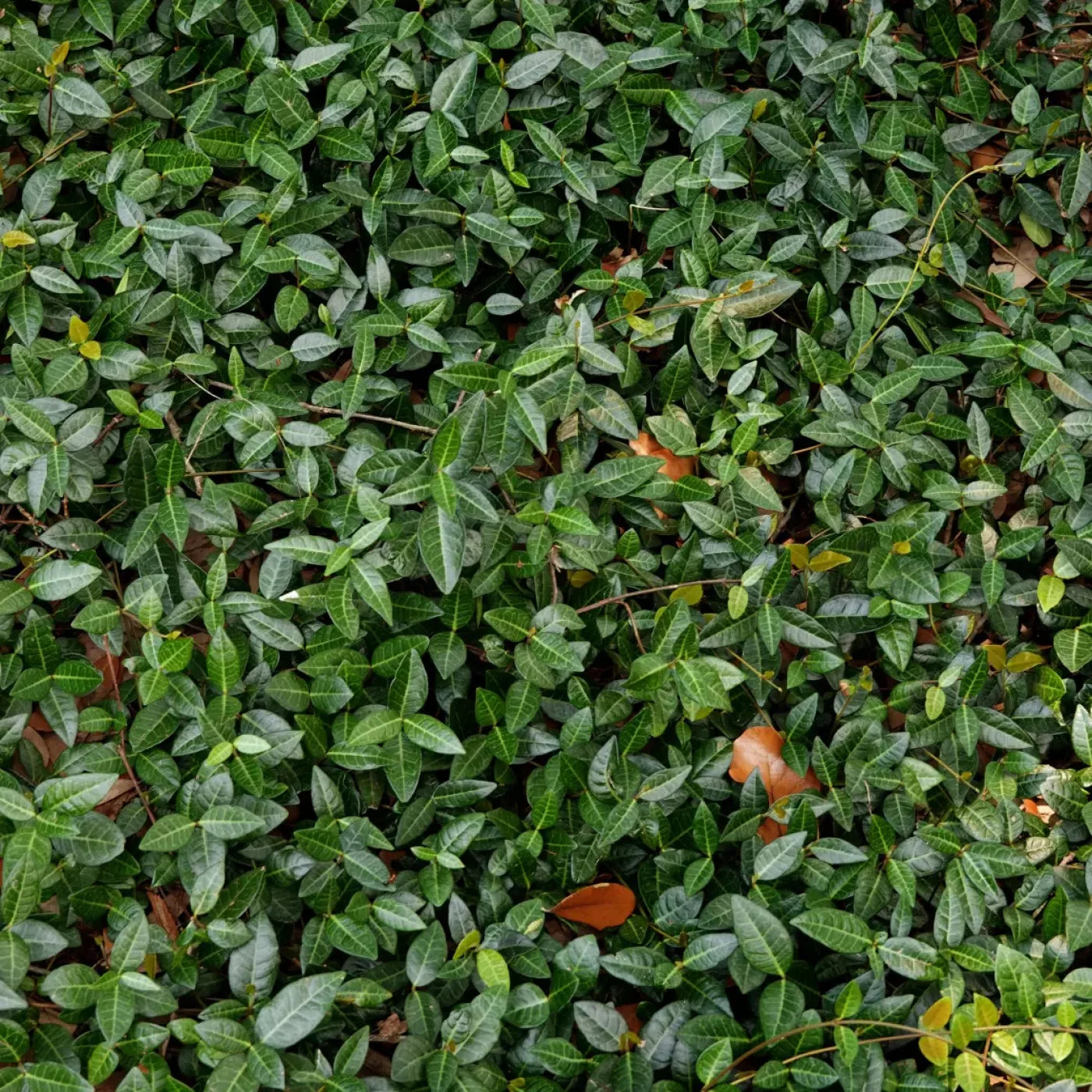 Vines 10X10 Ultracloth ( 120 X Inch ) Backdrop