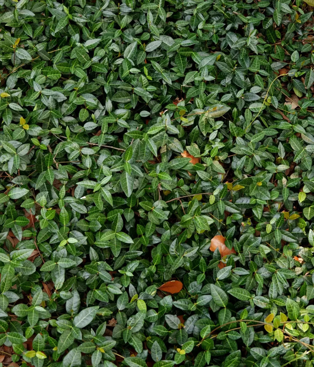 Vines 10X12 Ultracloth ( 120 X 144 Inch ) Backdrop