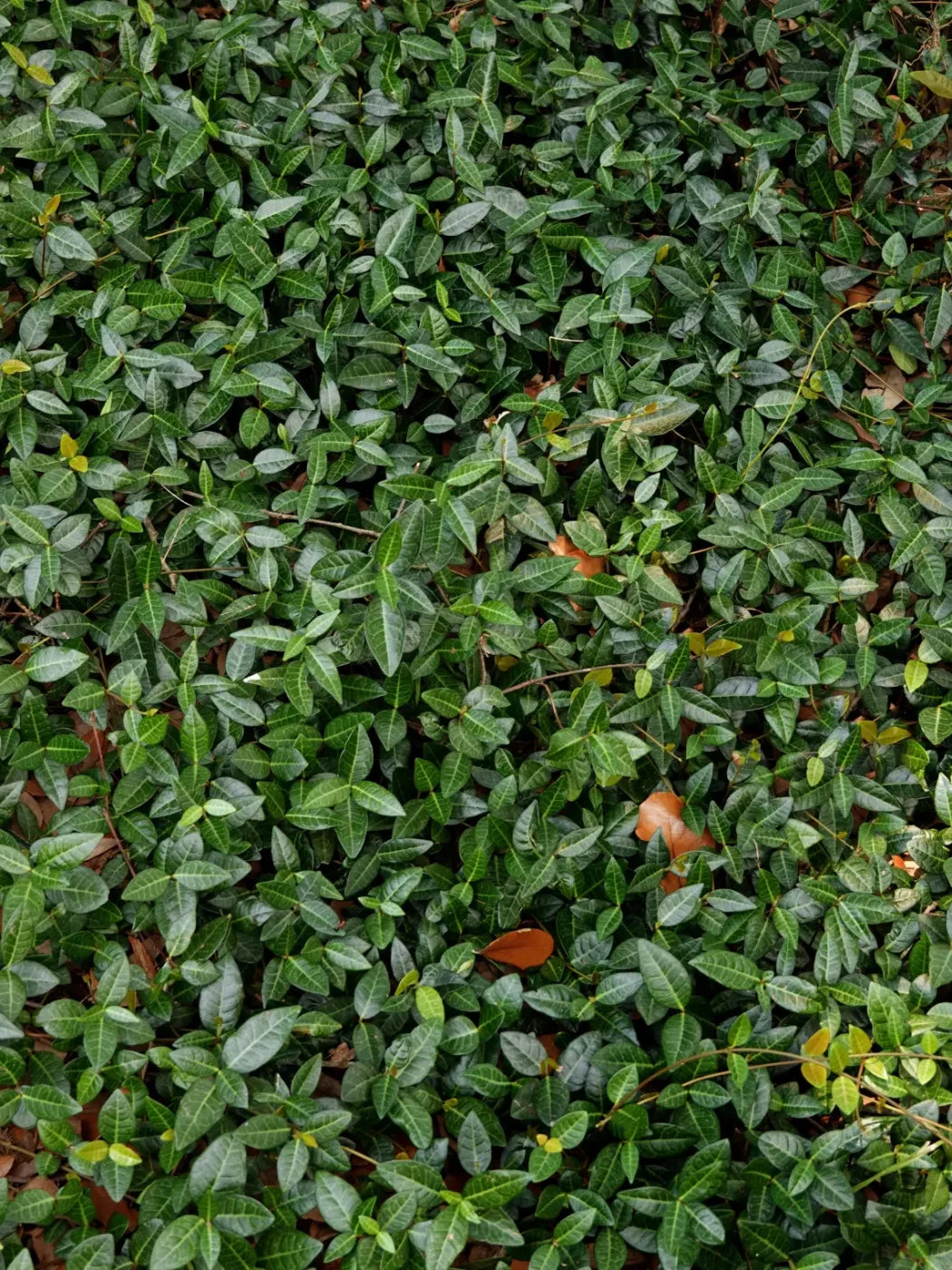 Vines 5X68 Fleece ( 60 X 80 Inch ) Backdrop