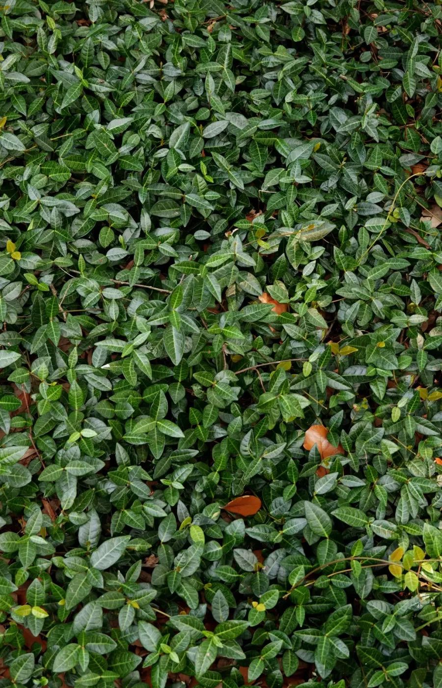 Vines 8X12 Ultracloth ( 96 X 144 Inch ) Backdrop