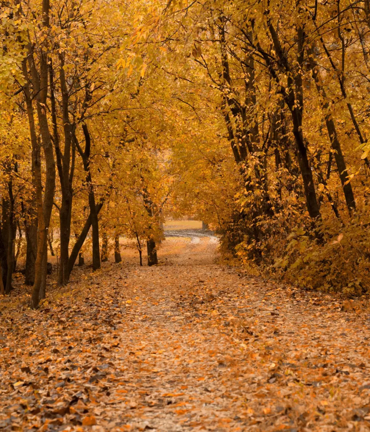 Walking In Fall 10’X12’ Ultracloth (120 X 144 Inch) Backdrop