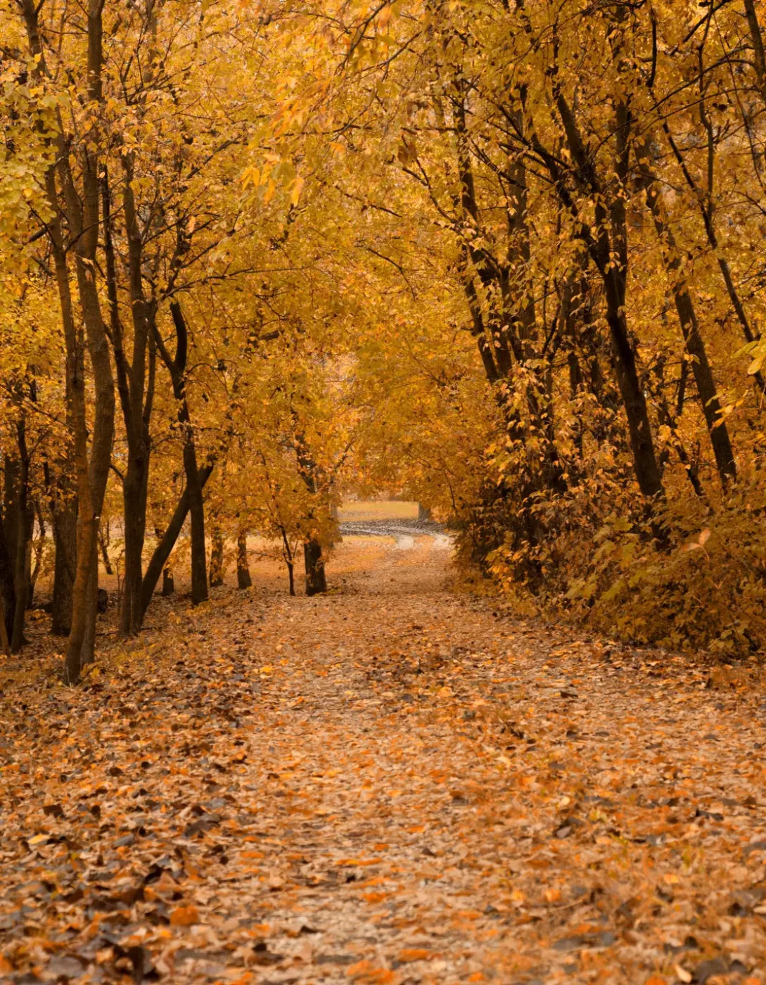 Walking In Fall 6’X8’ Fleece (72 X 96 Inch) Backdrop