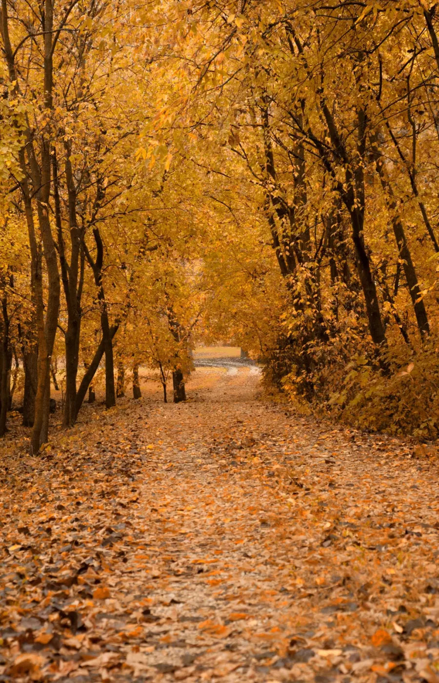 Walking In Fall 8’X12’ Ultracloth (96 X 144 Inch) Backdrop