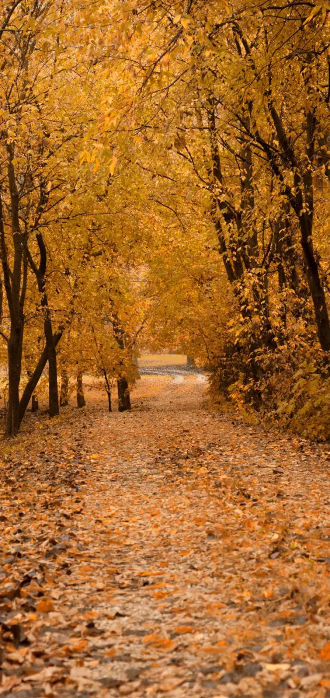 Walking In Fall 8’X16’ Ultracloth (96 X 192 Inch) Backdrop