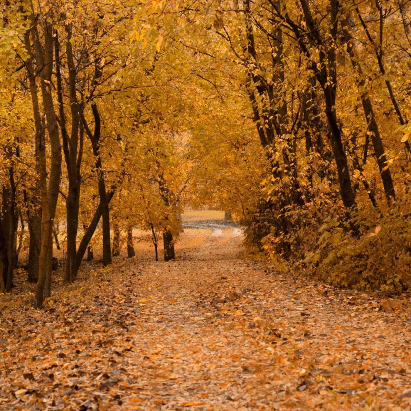 Walking In Fall 8’X8’ Fleece (96 X Inch) Backdrop