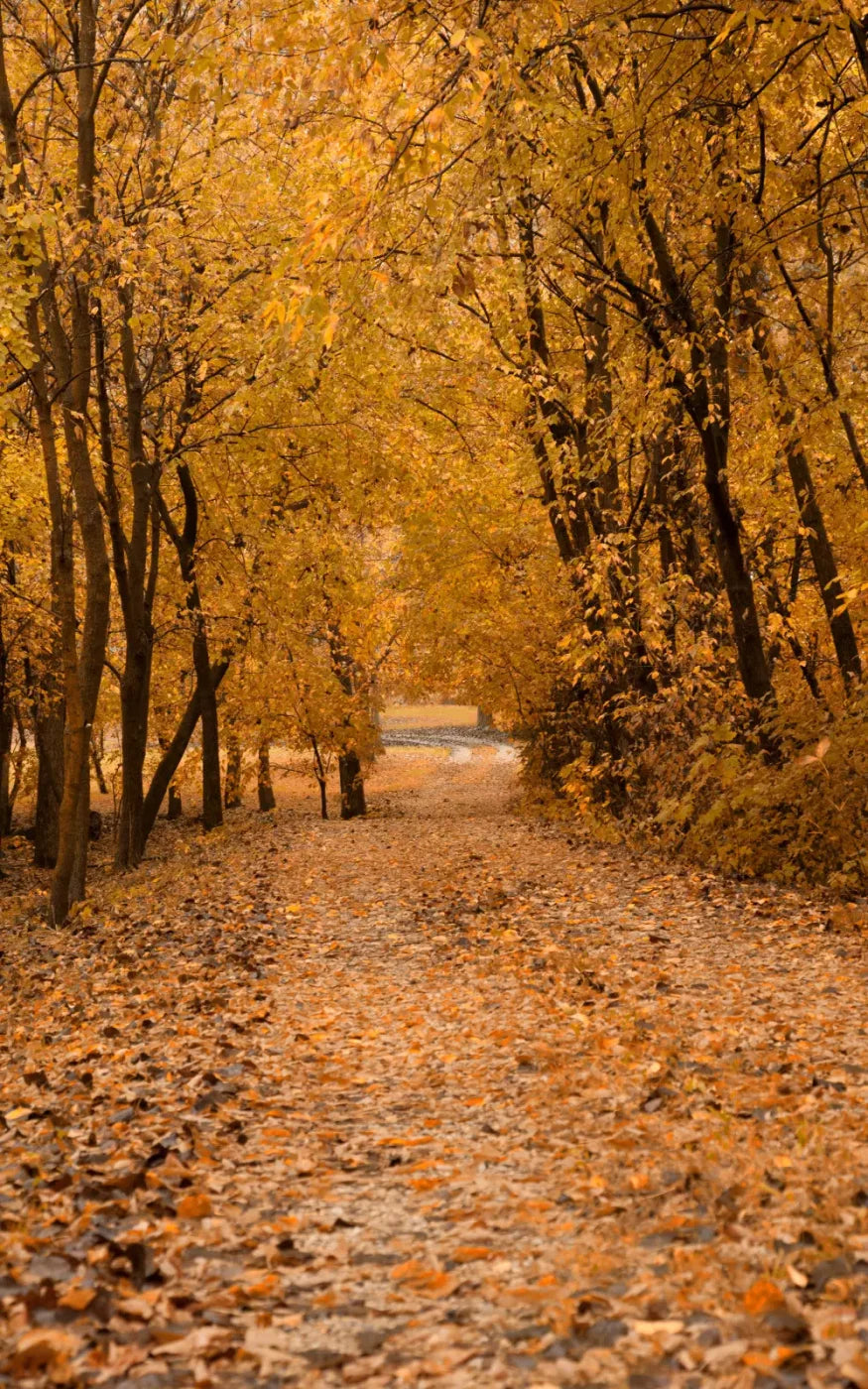Walking In Fall 9’X14’ Ultracloth (108 X 168 Inch) Backdrop