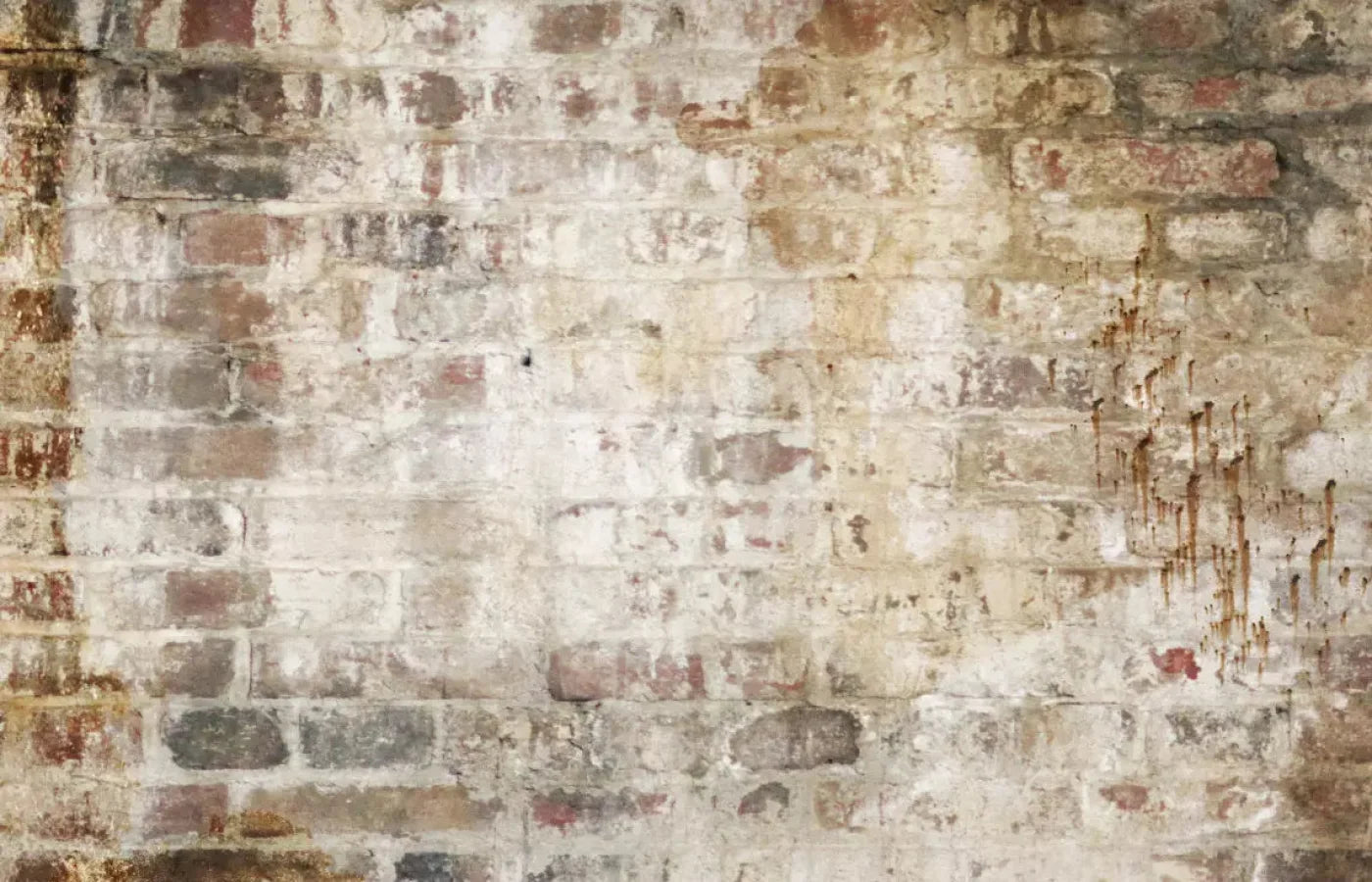 Wally 12X8 Ultracloth ( 144 X 96 Inch ) Backdrop