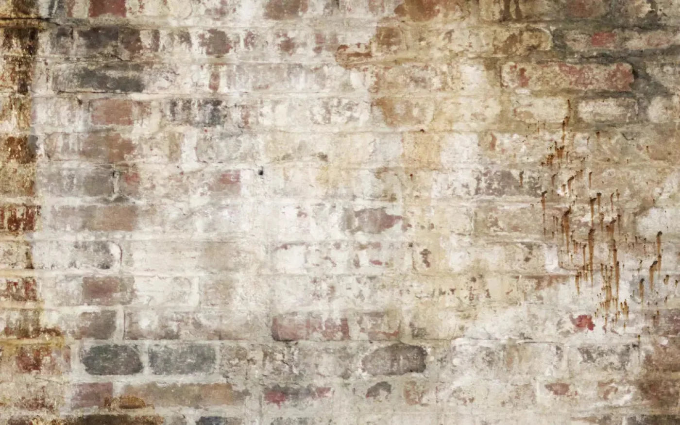 Wally 14X9 Ultracloth ( 168 X 108 Inch ) Backdrop