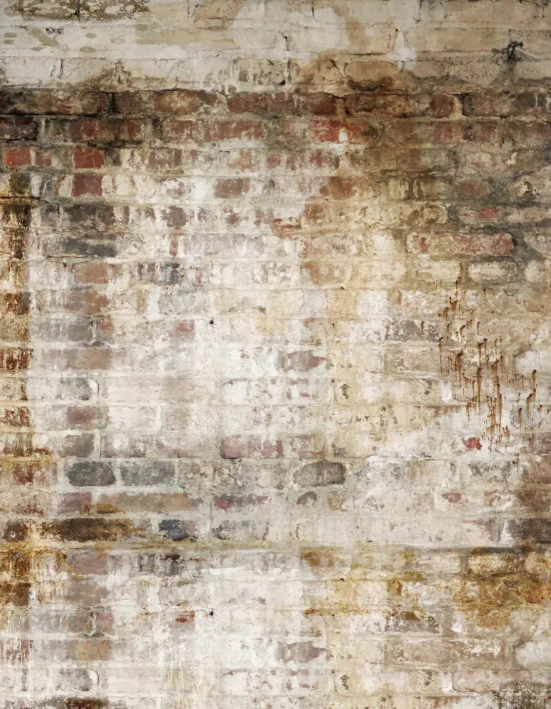 Wally 6X8 Fleece ( 72 X 96 Inch ) Backdrop