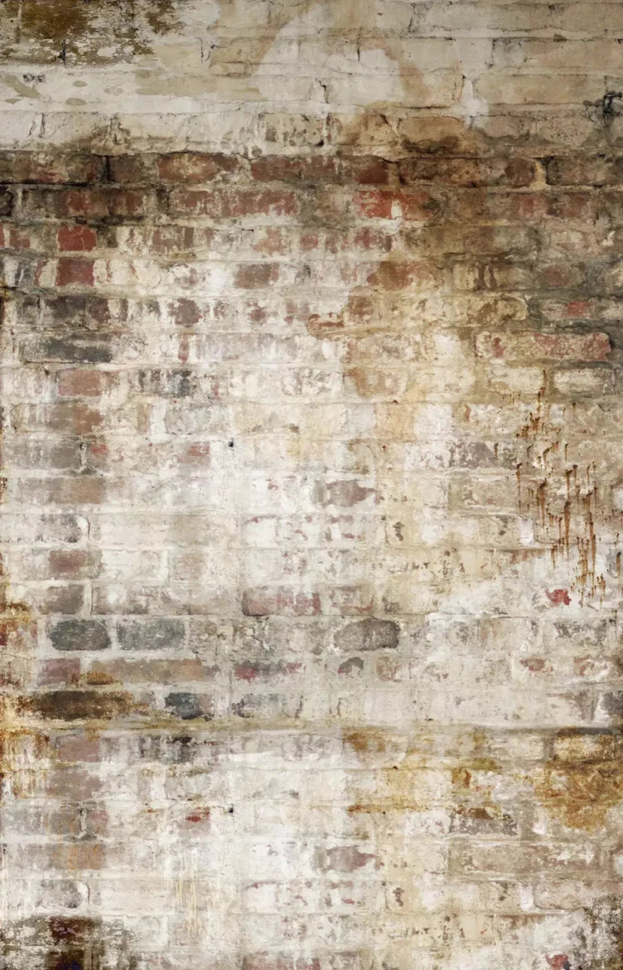 Wally 8X12 Ultracloth ( 96 X 144 Inch ) Backdrop