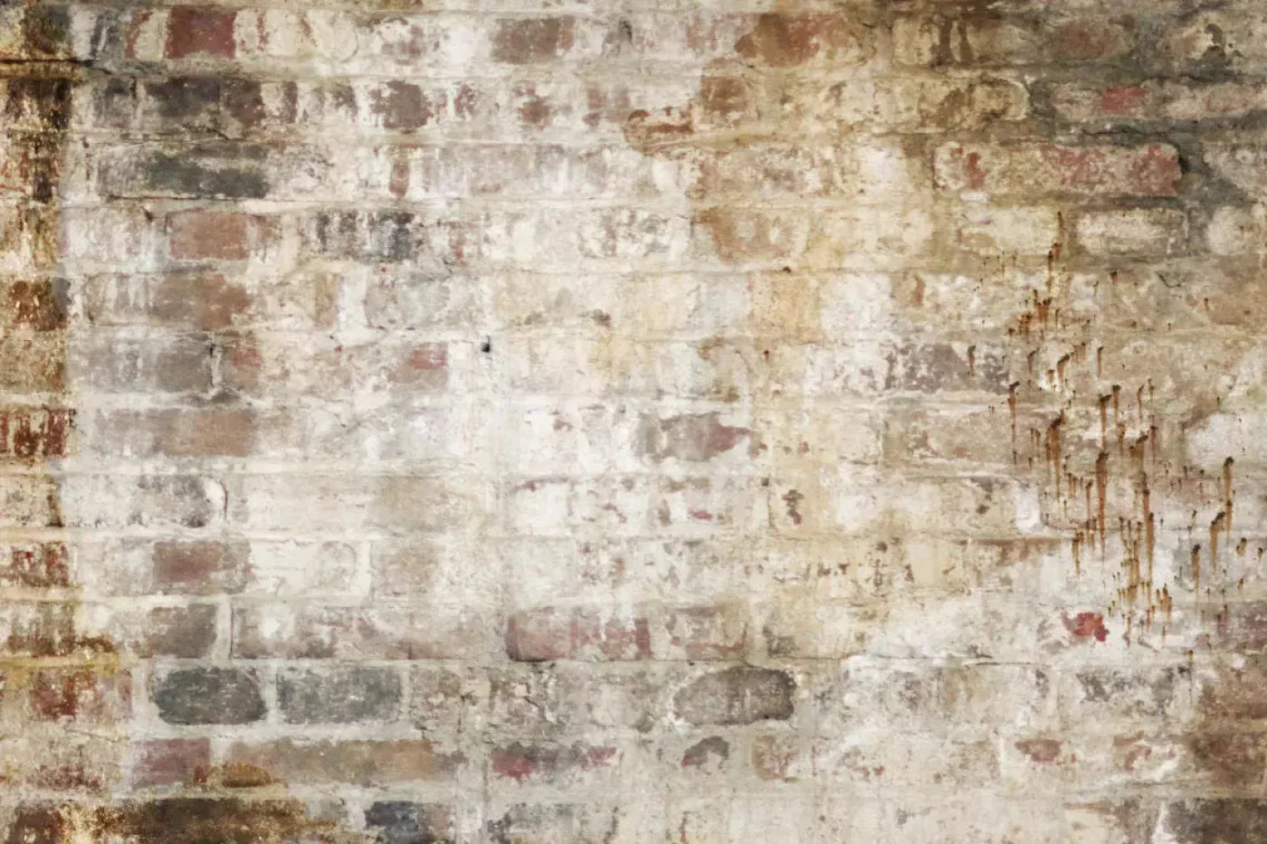 Wally 8X5 Ultracloth ( 96 X 60 Inch ) Backdrop