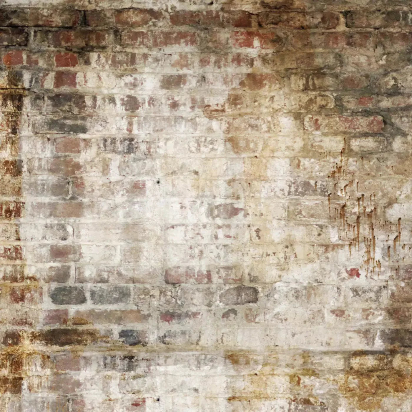 Wally 8X8 Fleece ( 96 X Inch ) Backdrop