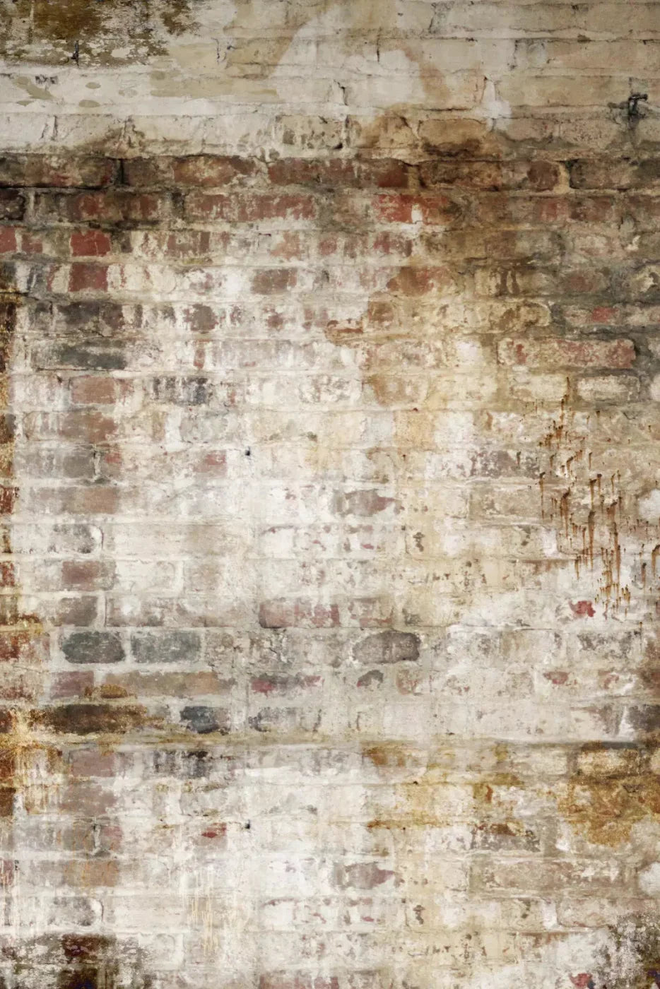 Wally Backdrop