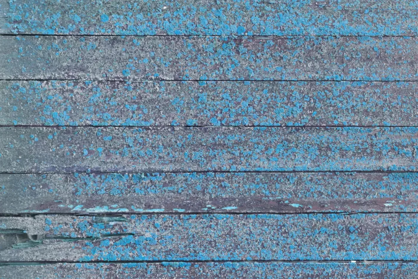 Woodsen Blue Backdrop