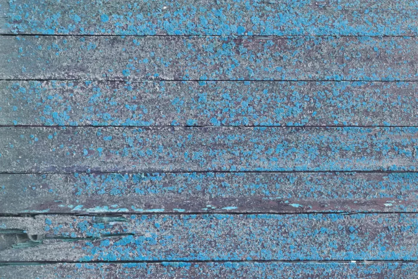 Woodsen Blue Backdrop