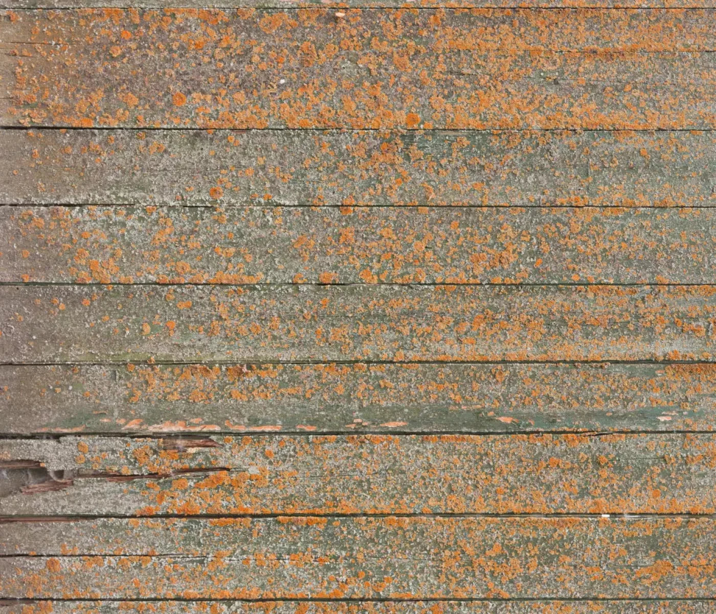 Woodsen Orange 12X10 Ultracloth ( 144 X 120 Inch ) Backdrop
