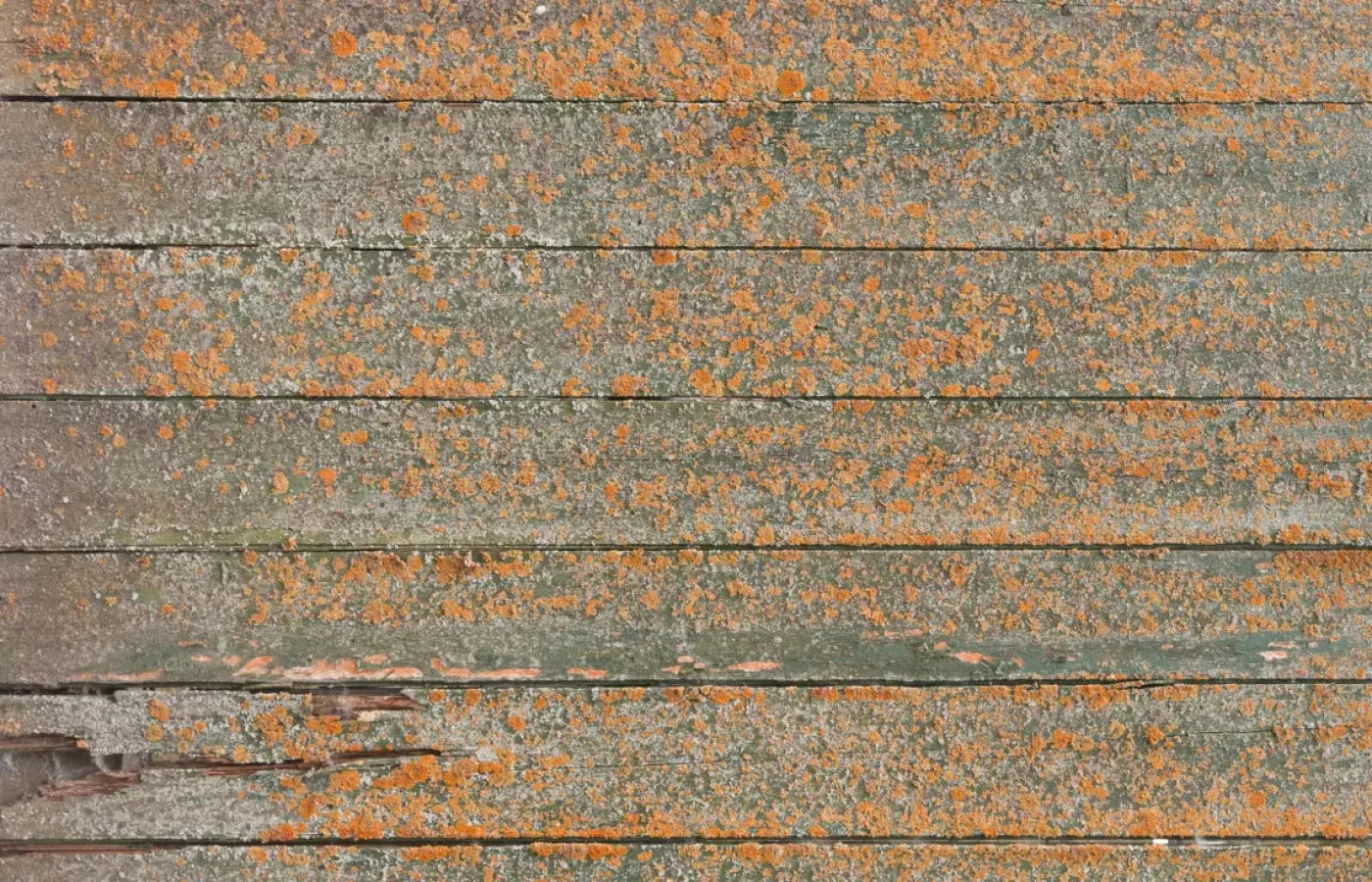 Woodsen Orange 12X8 Ultracloth ( 144 X 96 Inch ) Backdrop