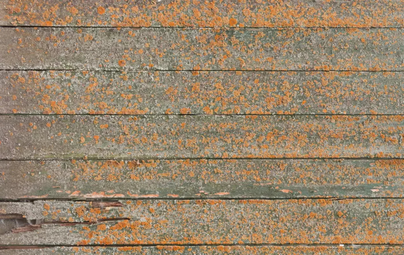 Woodsen Orange 16X10 Ultracloth ( 192 X 120 Inch ) Backdrop