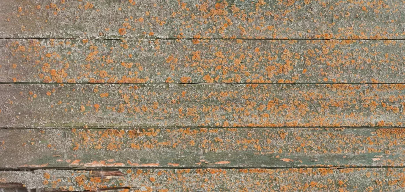 Woodsen Orange 16X8 Ultracloth ( 192 X 96 Inch ) Backdrop