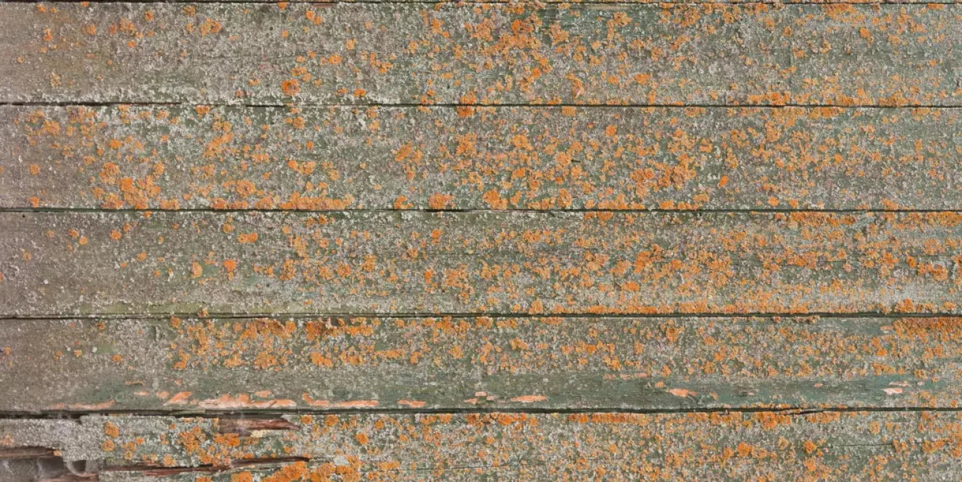 Woodsen Orange 20X10 Ultracloth ( 240 X 120 Inch ) Backdrop