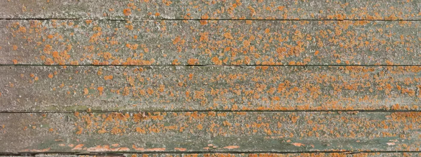 Woodsen Orange 20X8 Ultracloth ( 240 X 96 Inch ) Backdrop