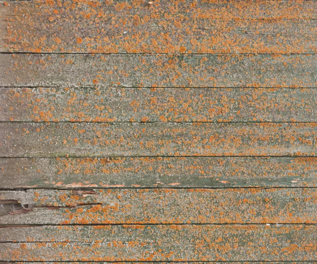 Woodsen Orange 5X42 Fleece ( 60 X 50 Inch ) Backdrop