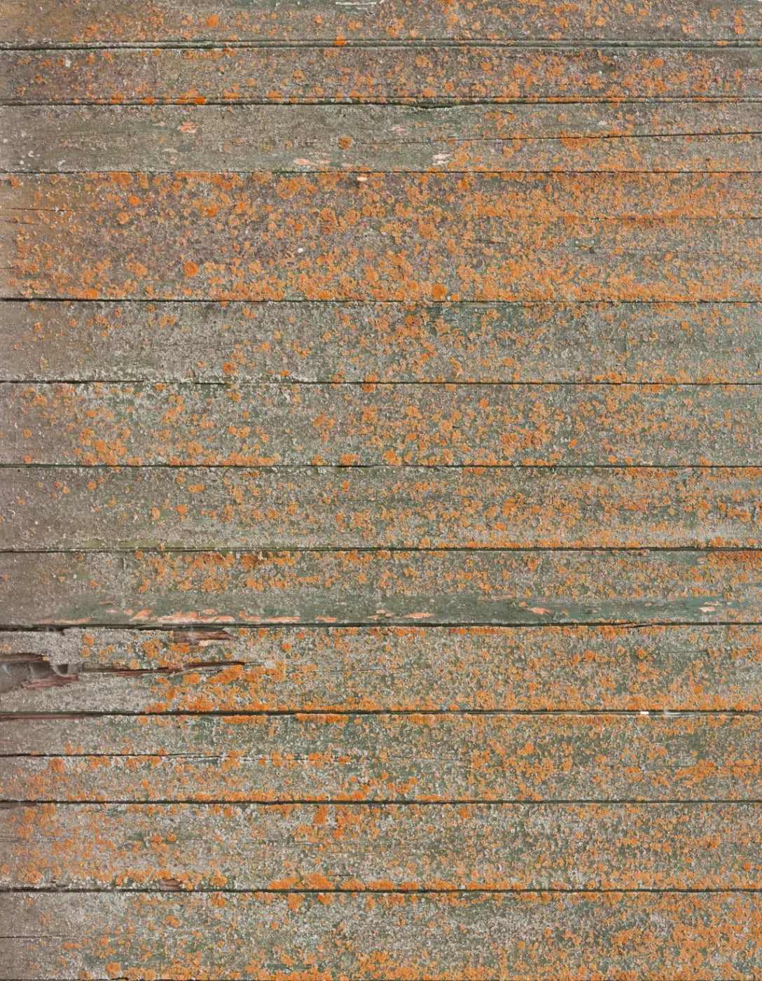 Woodsen Orange 6X8 Fleece ( 72 X 96 Inch ) Backdrop