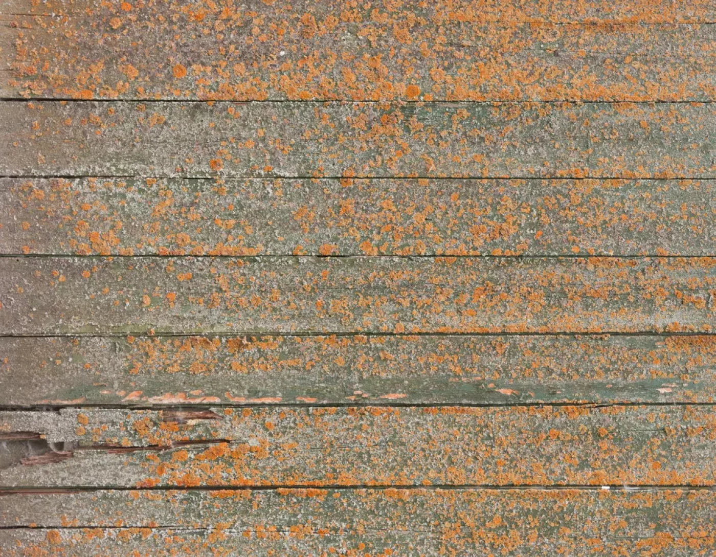 Woodsen Orange 8X6 Fleece ( 96 X 72 Inch ) Backdrop