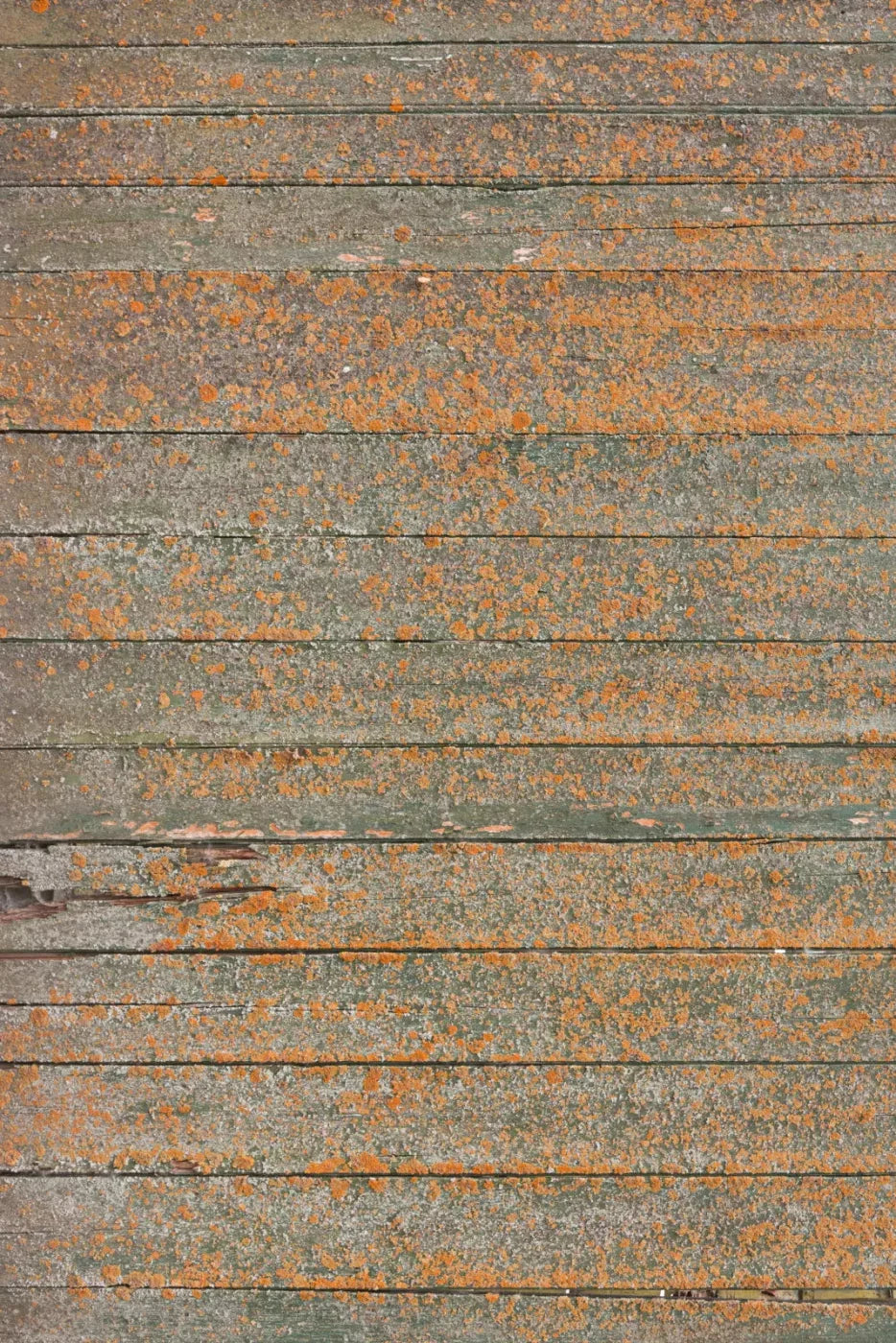 Woodsen Orange Backdrop