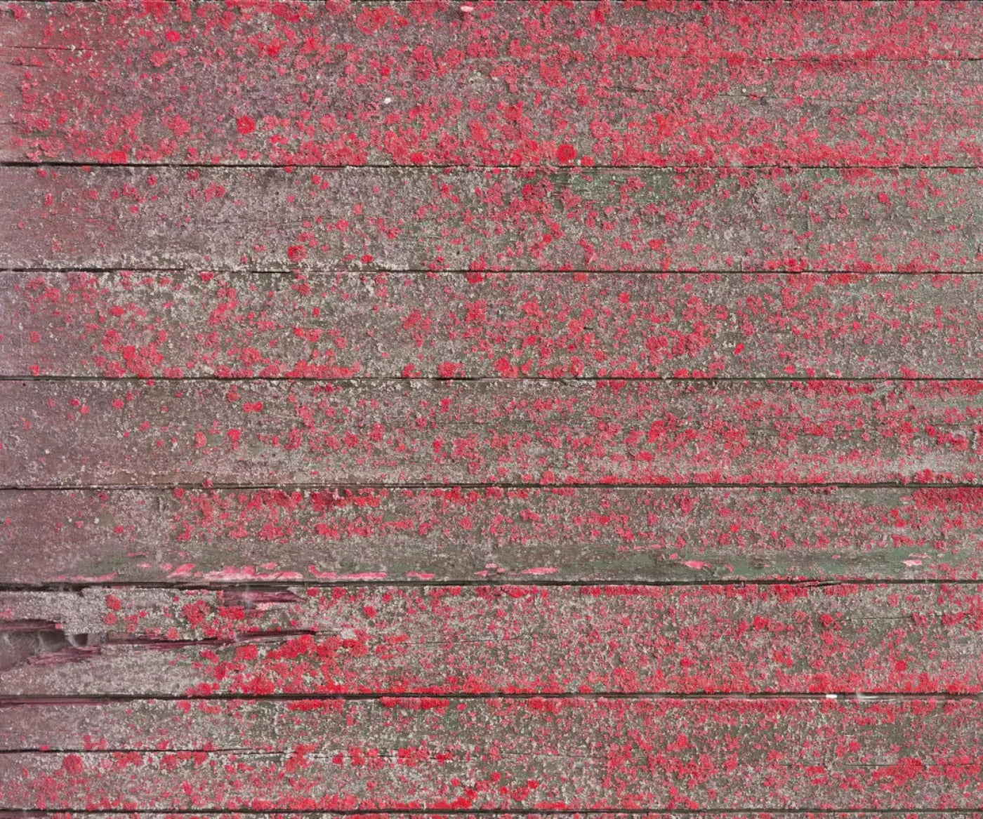 Woodsen Pink 5X42 Fleece ( 60 X 50 Inch ) Backdrop