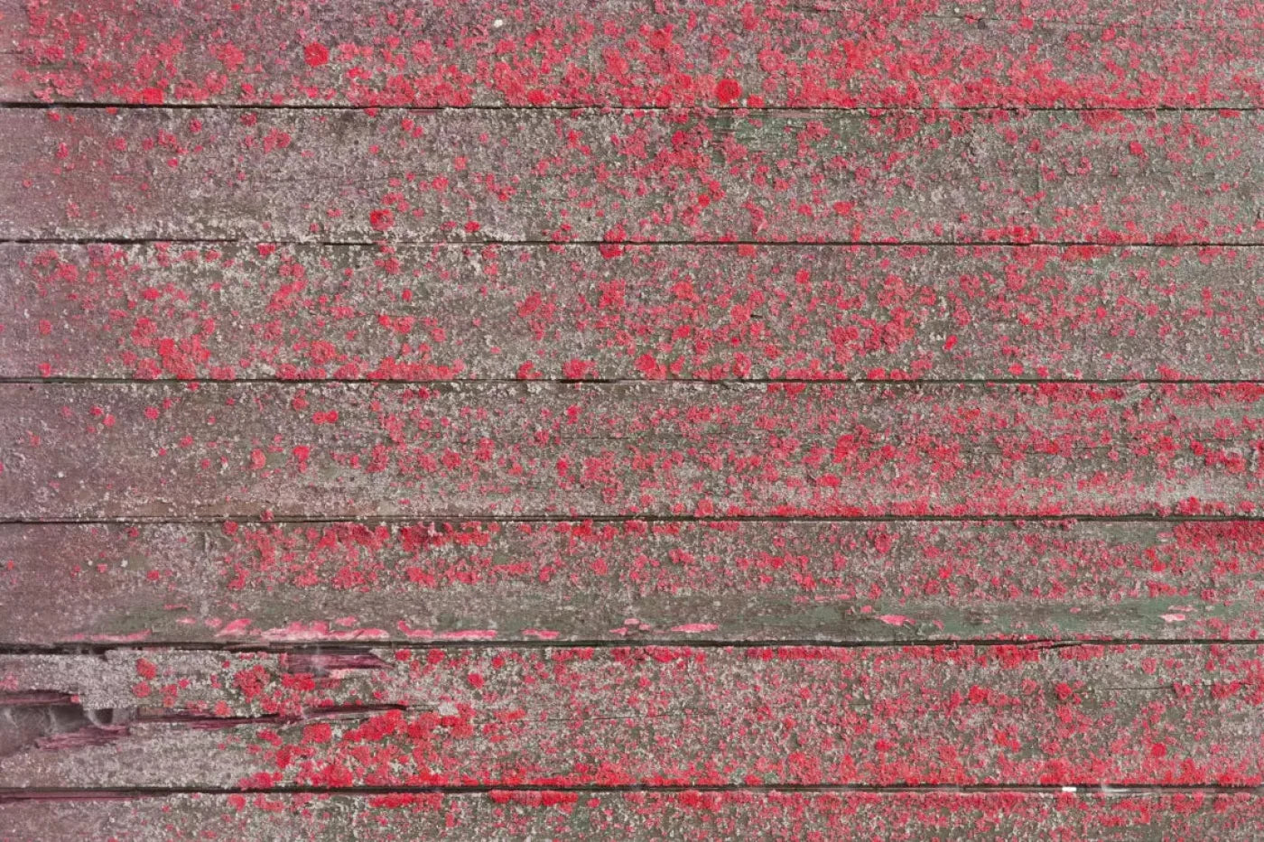 Woodsen Pink 8X5 Ultracloth ( 96 X 60 Inch ) Backdrop
