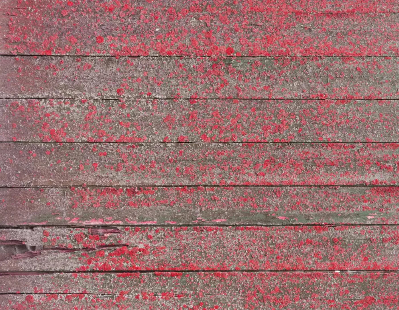 Woodsen Pink 8X6 Fleece ( 96 X 72 Inch ) Backdrop
