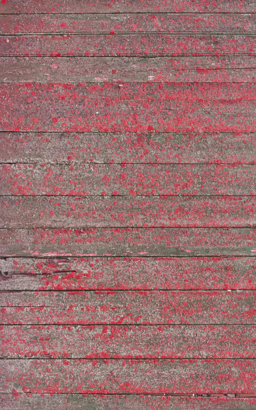 Woodsen Pink 9X14 Ultracloth ( 108 X 168 Inch ) Backdrop
