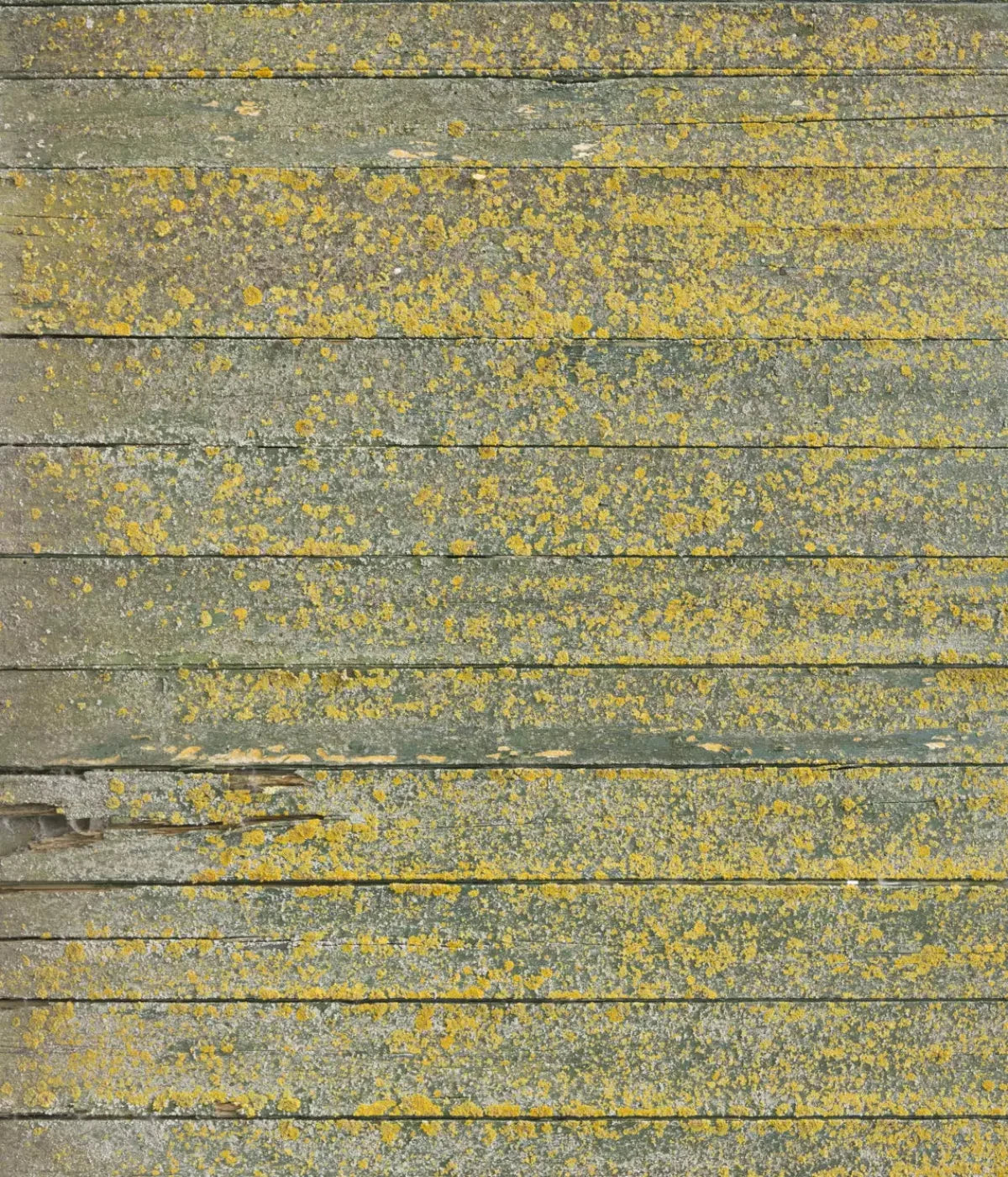 Woodsen Yellow 10X12 Ultracloth ( 120 X 144 Inch ) Backdrop