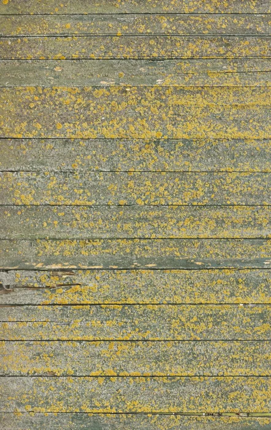 Woodsen Yellow 10X16 Ultracloth ( 120 X 192 Inch ) Backdrop