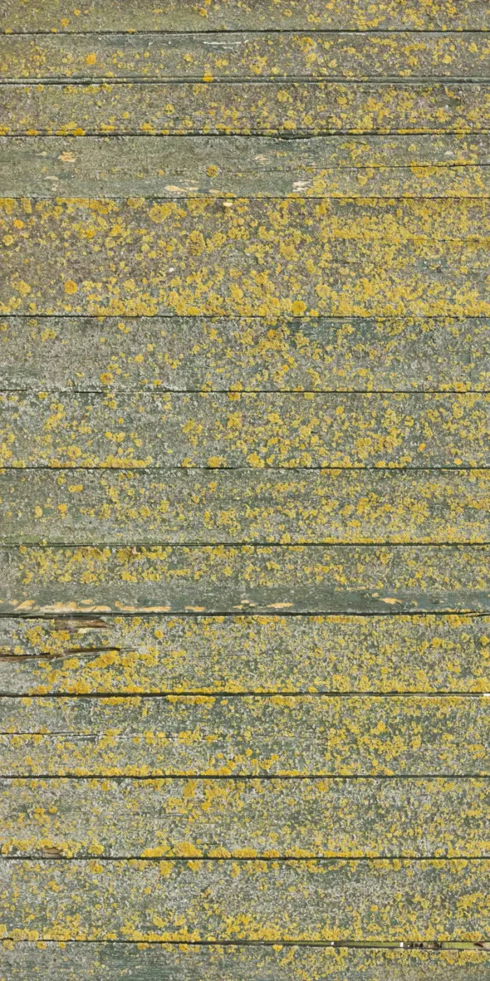 Woodsen Yellow 10X20 Ultracloth ( 120 X 240 Inch ) Backdrop
