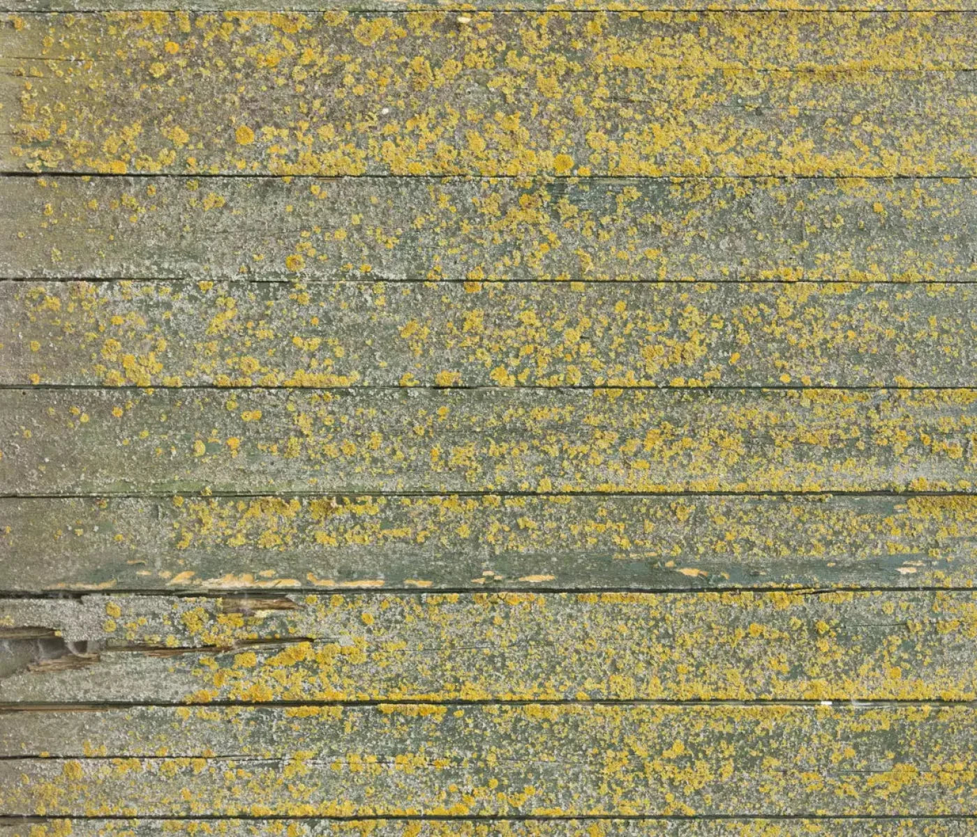 Woodsen Yellow 12X10 Ultracloth ( 144 X 120 Inch ) Backdrop